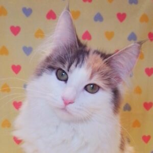 ノルウェージャン・フォレスト・キャット