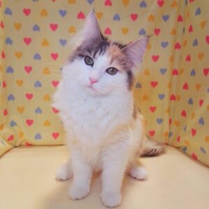ノルウェージャン・フォレスト・キャット - 画像 (2)