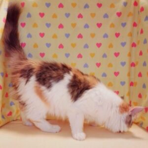 ノルウェージャン・フォレスト・キャット - 画像 (3)