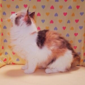 ノルウェージャン・フォレスト・キャット - 画像 (4)