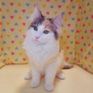 ノルウェージャン・フォレスト・キャット - 画像 (5)