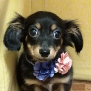 ミックス犬