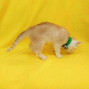 マンチカン - 画像 (4)