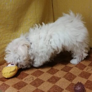 ミックス犬 - 画像 (4)