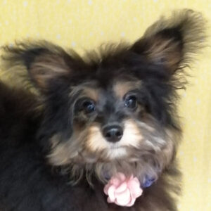 ミックス犬