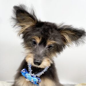 ミックス犬