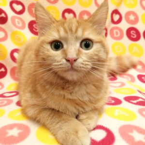 マンチカン - 画像 (3)