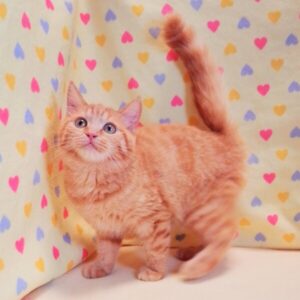 マンチカン - 画像 (4)