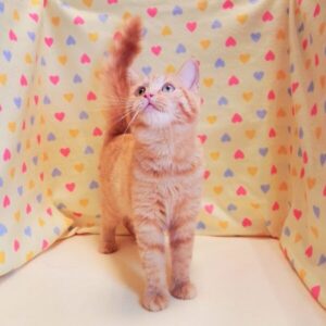 マンチカン - 画像 (5)