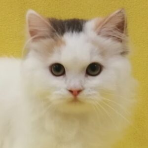 スコティッシュ・フォールド