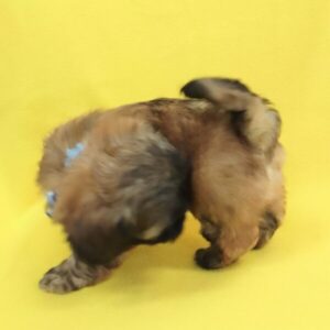 ミックス犬 - 画像 (4)
