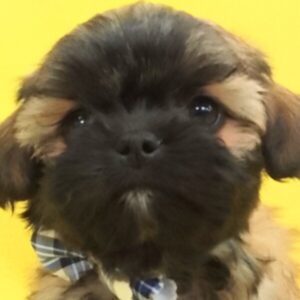 ミックス犬