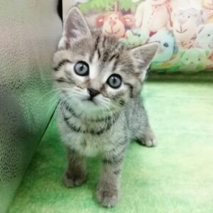 マンチカン - 画像 (3)