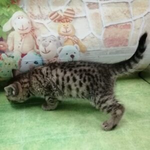 マンチカン - 画像 (5)