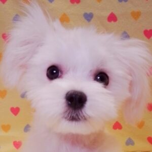 マルチーズ