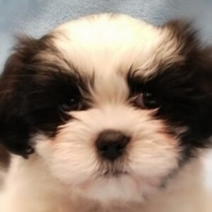 ミックス犬