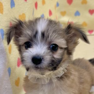ミックス犬