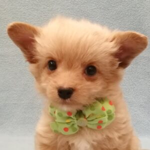 ミックス犬