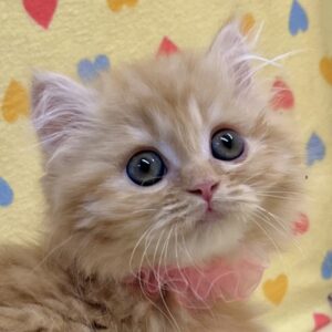スコティッシュ・フォールド