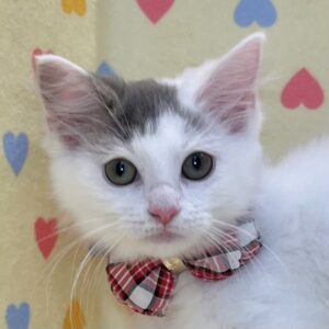 ノルウェージャン・フォレスト・キャット