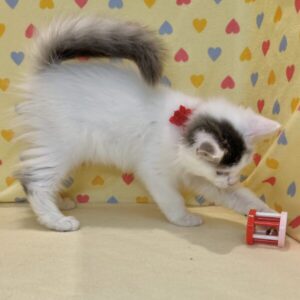 ノルウェージャン・フォレスト・キャット - 画像 (4)