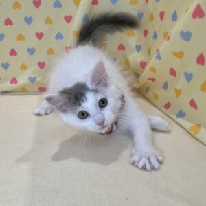 ノルウェージャン・フォレスト・キャット - 画像 (3)