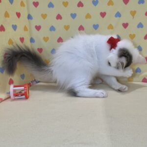ノルウェージャン・フォレスト・キャット - 画像 (5)