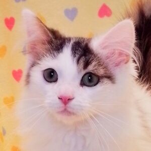 ノルウェージャン・フォレスト・キャット