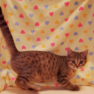 マンチカン - 画像 (3)