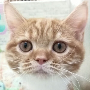 マンチカン