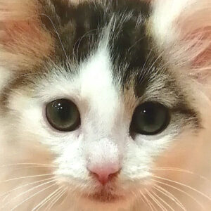 ノルウェージャン・フォレスト・キャット