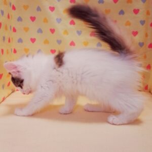 ノルウェージャン・フォレスト・キャット - 画像 (3)