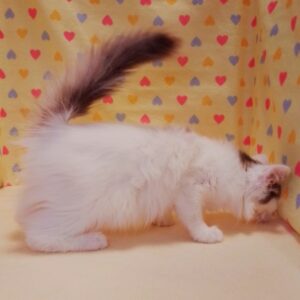 ノルウェージャン・フォレスト・キャット - 画像 (4)