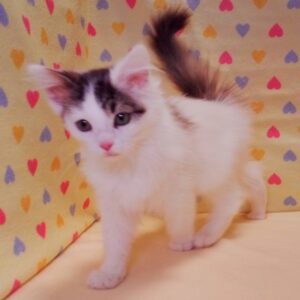 ノルウェージャン・フォレスト・キャット - 画像 (5)