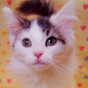 ノルウェージャン・フォレスト・キャット
