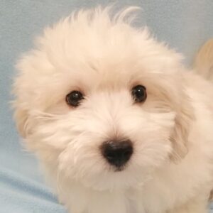 ミックス犬