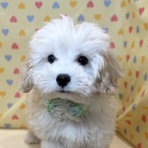 ミックス犬