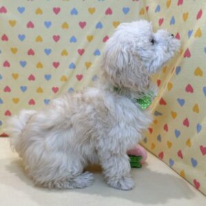 ミックス犬 - 画像 (5)