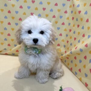 ミックス犬 - 画像 (3)