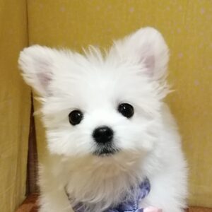 ミックス犬
