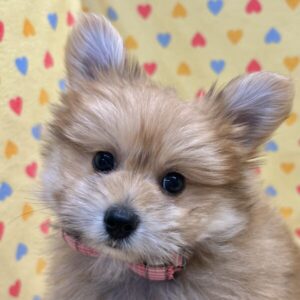 ミックス犬