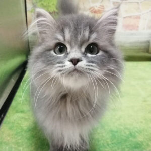 メイン・クーン・キャット - 画像 (3)