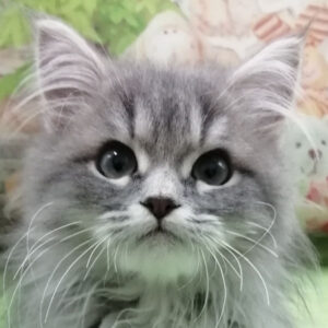 メイン・クーン・キャット