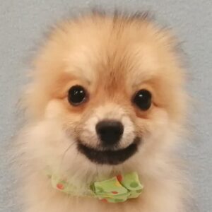 ポメラニアン
