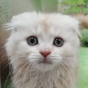 スコティッシュ・フォールド