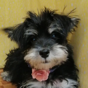 ミックス犬