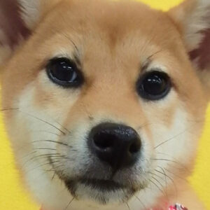 柴