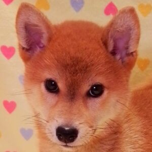 柴
