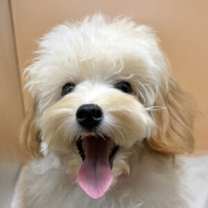ミックス犬