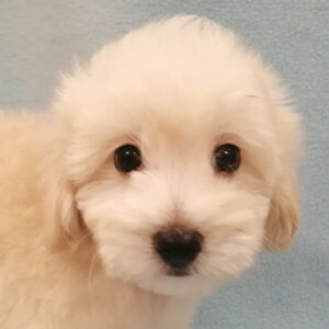 ミックス犬